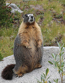 yellow-bellied-marmot
